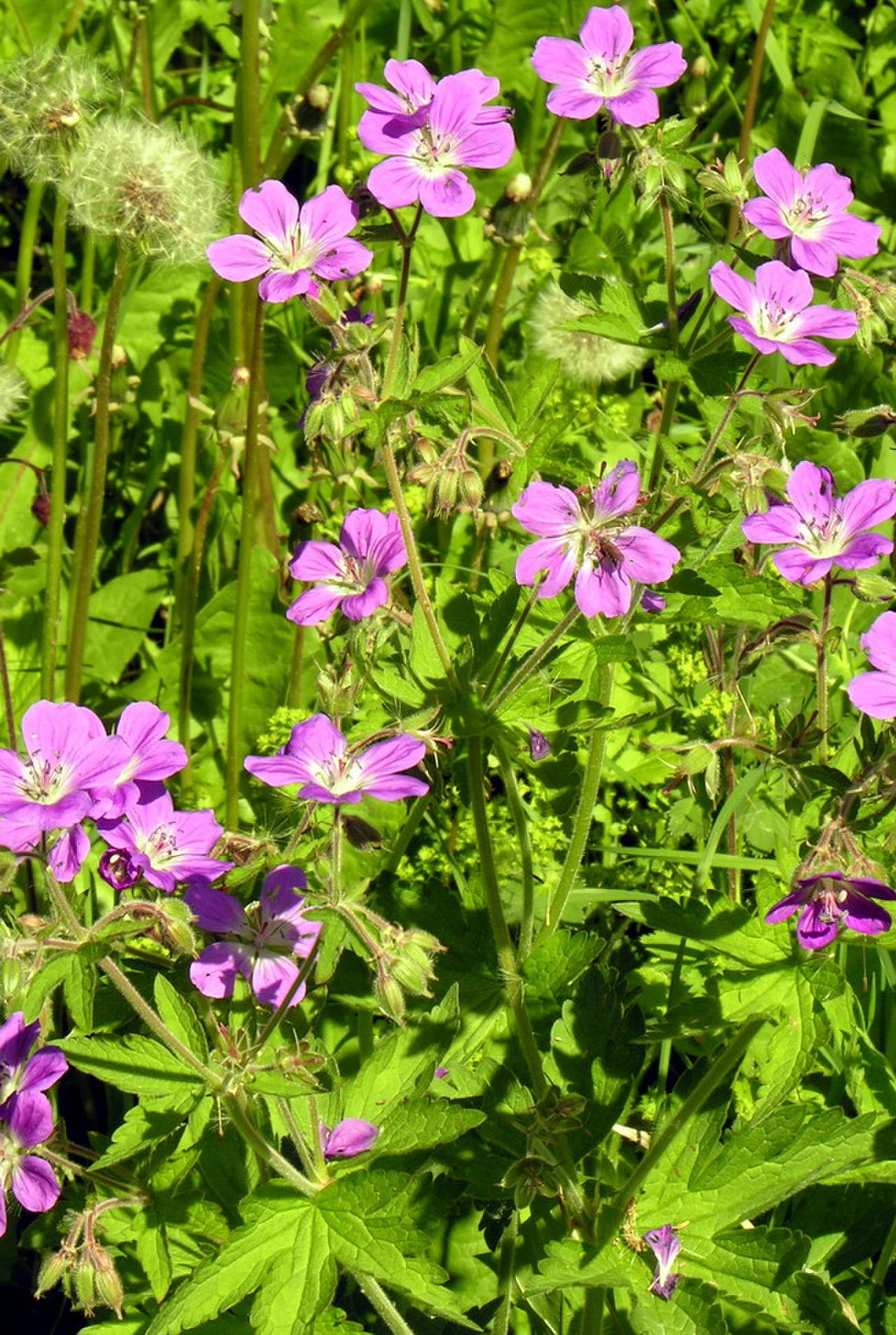 Герань Лесная (Geranium sylvaticum)