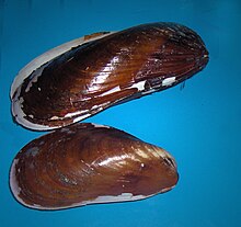 Photo of Mussel