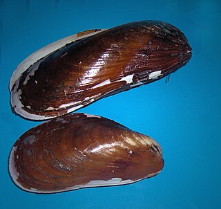 <i>Modiolus modiolus</i> species of mollusc