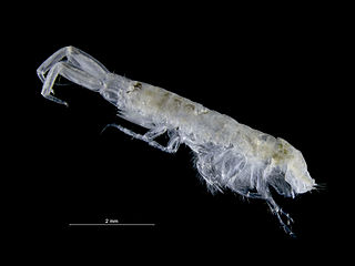 <i>Monocorophium</i> Genus of crustaceans