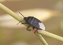 Canavarlar 104 - canavarlar - canavarlar (cydnus aterrimus) (779169989) .jpg