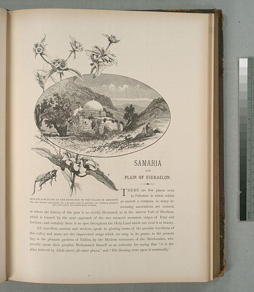 File:Moslem sanctuary at the entrance to the Valley of Shechem. The wild flowers represented are a peculiar kind of scabious, the Scabiosa prolifera, and a fine salvia, the Eremostachys lacinata (NYPL b10607452-80407).jpg