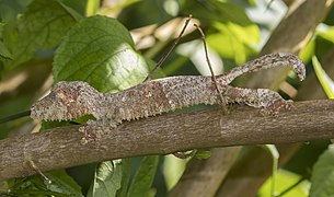 Mossy leaf-tailed gecko (Uroplatus sikorae) Montagne d’Ambre 3