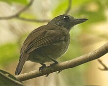 Sichqoncha rangli Antshrike.jpg