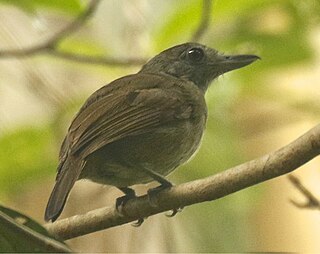 <span class="mw-page-title-main">Mouse-colored antshrike</span> Species of bird