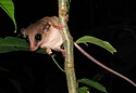 Mouse Possum -Tambopata Reserve -Peru-8.jpg