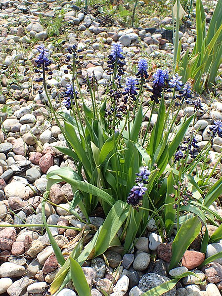 File:Muscari latifolium kz02.jpg