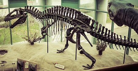 Tập_tin:Museum_of_Natural_Science_Acrocanthosaurus.jpg