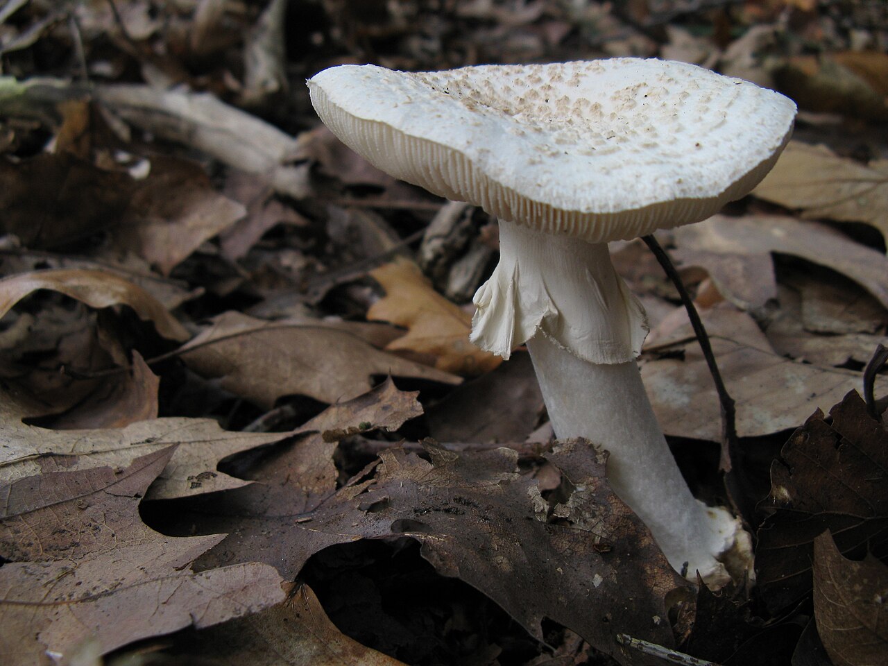 1280px-Mushroom-IMG_4470.JPG