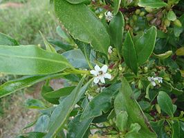 Myoporum laetum