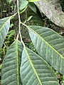 Myristica Malabarica - കാട്ടുജാതി (Literally Wild Nutmeg)