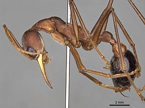 Opis zdjęcia Myrmecia gratiosa 15082014 casent0914024 p 1 high.jpg.