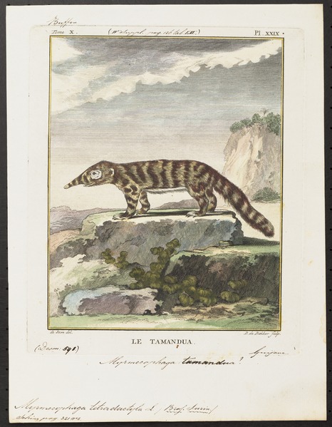File:Myrmecophaga tetradactyla - 1700-1880 - Print - Iconographia Zoologica - Special Collections University of Amsterdam - UBA01 IZ21000033.tif