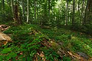 Slovenčina: Národná prírodná rezervácia Stužica, Národný park Poloniny