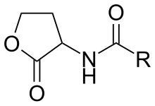 General chemical structure of an N-acyl homoserine lactone N-Acyl Homoserine Lactone.svg