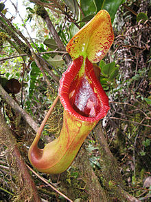 An upper pitcher of N. x trusmadiensis N.macrophylla x lowii.jpg