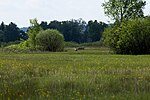 NSG Pfaffenhauser Moos Animal World White Stork.jpg