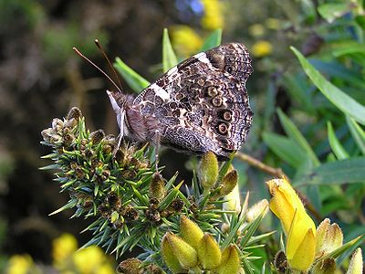 NZ Red Admiral butterfly