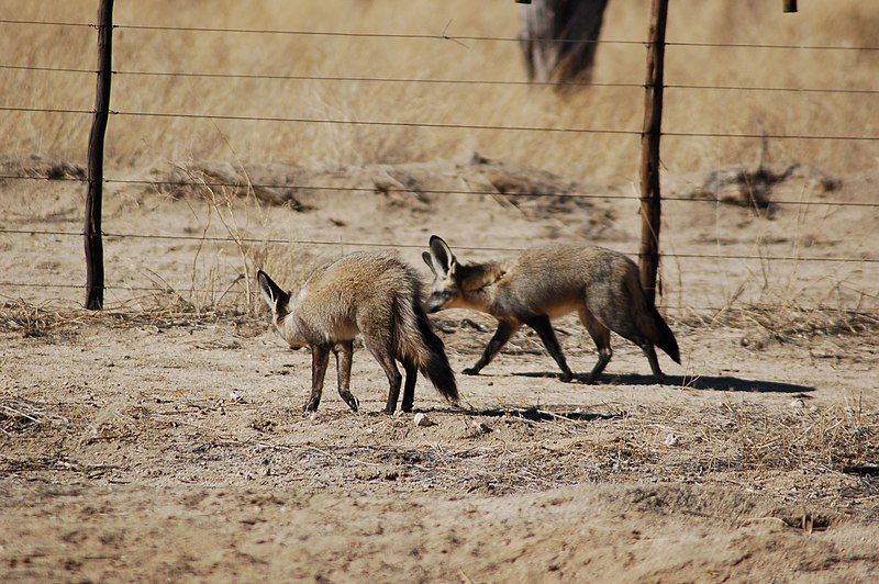 File:Namib Naukluft National Park, Namibia (3125310540).jpg