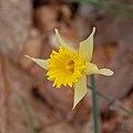 Wild daffodil.