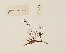 Naturalis Biodiversity Center - RMNH.ART.851 - Prunus jamasakura - Kawahara Keiga - 1823 - 1829 - Siebold Collection - pencil drawing - water colour.jpeg