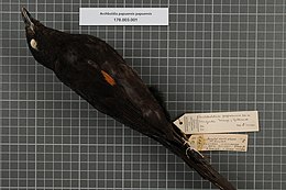 Naturalis Biodiversity Center - RMNH.AVES.19828 1 - Archboldia papuensis papuensis Rand, 1940 - Ptilonorhynchidae - bird skin specimen.jpeg