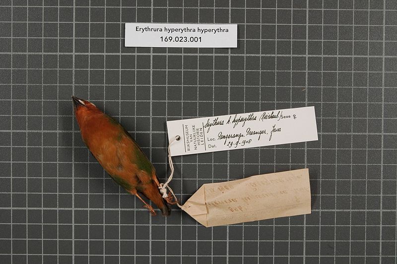 File:Naturalis Biodiversity Center - RMNH.AVES.50383 2 - Erythrura hyperythra hyperythra (Reichenbach, 1863) - Estrildidae - bird skin specimen.jpeg