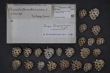 Drupa ricinus ricinus (Linaeus, 1758)