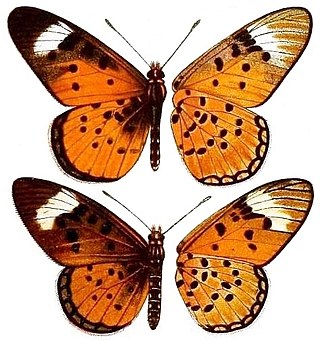 <i>Acraea rhodesiana</i> Species of butterfly