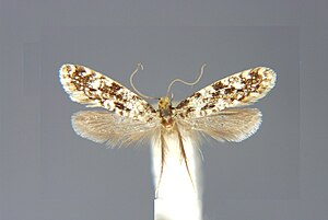 Nemapogon cloacella E-MK-14299a.jpg