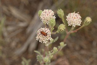 Nemognatha lurida