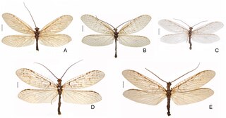 <i>Neohermes</i> Genus of insects