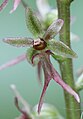 Neottia cordata