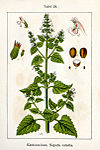 Nepeta cataria Sturm24.jpg