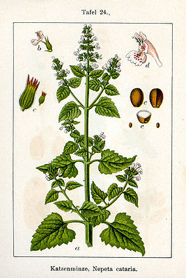 Echte Katzenminze (Nepeta cataria), Illustration