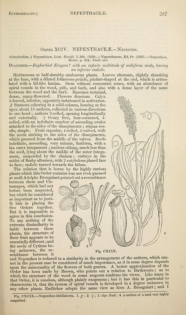 File Nepethes Distillatoria The Vegetable Kingdom 1846 Jpg Wikimedia Commons