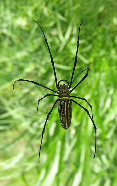 File:Nephila Maculata.JPG