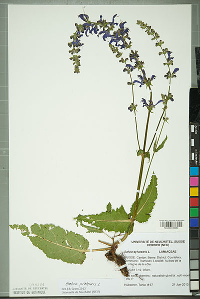 File:Neuchâtel Herbarium - Salvia pratensis - NEU000100383.jpg