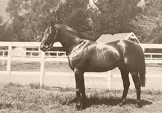 <span class="mw-page-title-main">Night Raid</span> British Thoroughbred stallion