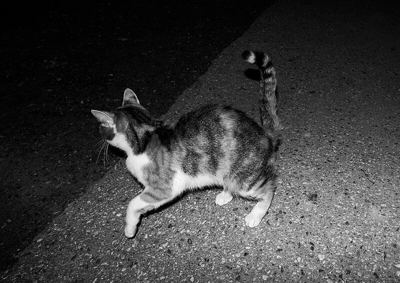 File:Night cat (30394375124).jpg