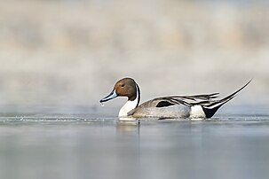 Un canard pilet. (définition réelle 3 175 × 2 117)