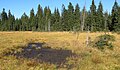 Přírodní rezervace Nová louka nedaleko Bedřichova v Jizerských horách, okres Jablonec nad Nisou, ČR}} English: Nature reserve Nová louka near Bedřichov in Jizera Mountains, Jablonec nad Nisou District in Czech Republic