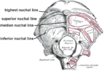 Thumbnail for Nuchal lines