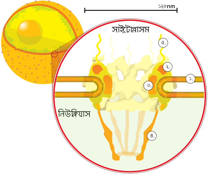 File:NuclearPore crop-bn.svg