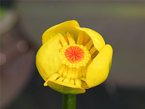 Nuphar pumilum (6) 1200.jpg