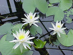 Nymphaea