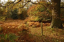 Oak tree in the Forest of Dean - geograph.org.uk - 1563008.jpg