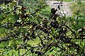 An Oak tree with multiple Oak apples.