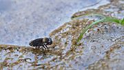 Miniatura para Ochteridae