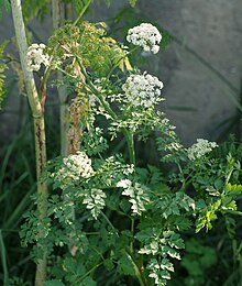 Contrast between hemlock water dropwort (Oenanthe crocata, right) and poison hemlock (Conium maculatum, spotted stems on left) Oenanthe April 2011-1.jpg